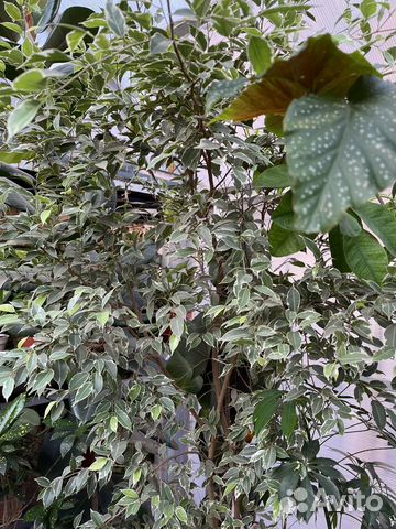 Домашние цветы фикус и другие