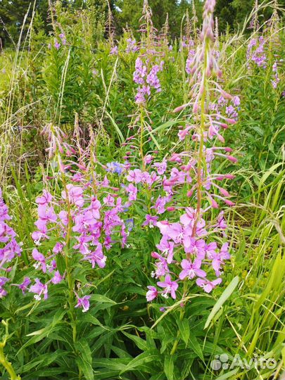 Иван-чай высокогорный ферментированный
