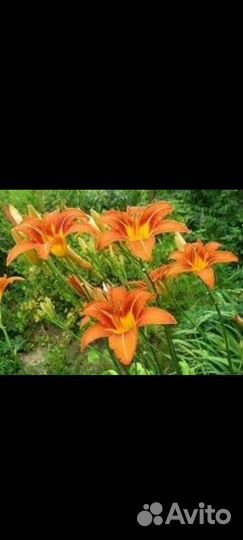 Лилейник многолетний