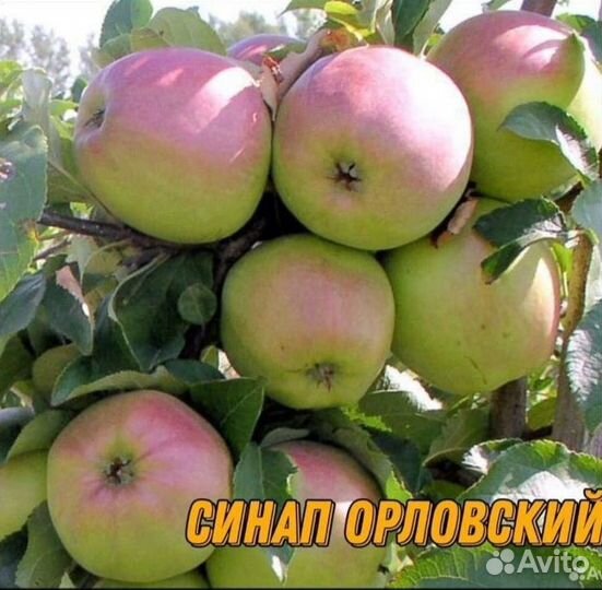 Саженцы яблони