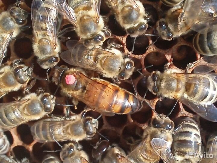 Матки пчелиные 2023, отводки