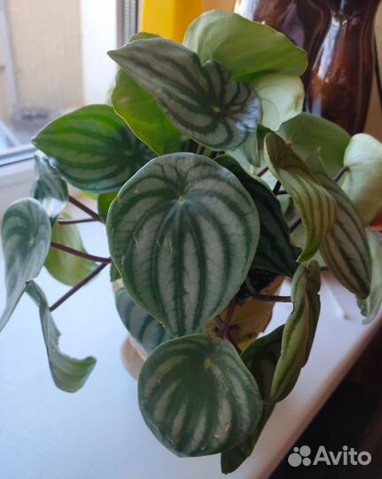 Драцены, юкка, пахиподиум