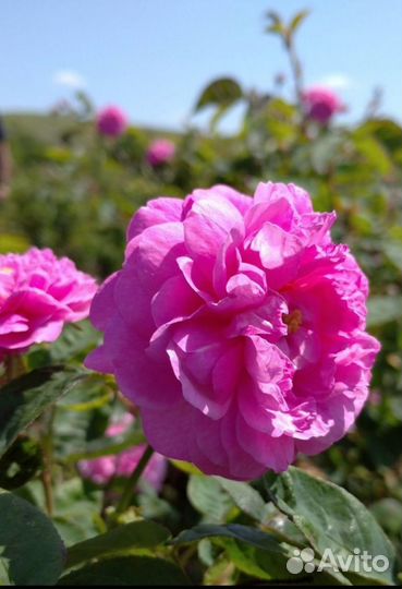 Бутоны розы эфиромасличной