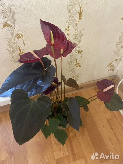 Антуриум Деликата