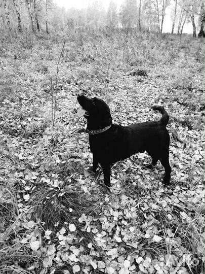 Вязка. Лабрадор