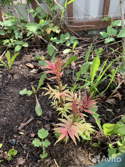 Рябинник рябинолистный