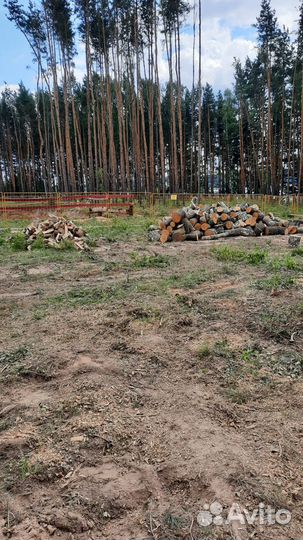 Спилить дерево, расчистить участок, вывезти мусор