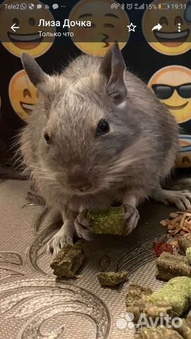 Белка дегу, все окрасы