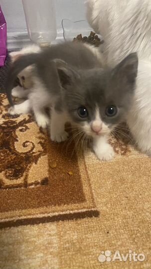 Аббисинские котята бесплатно