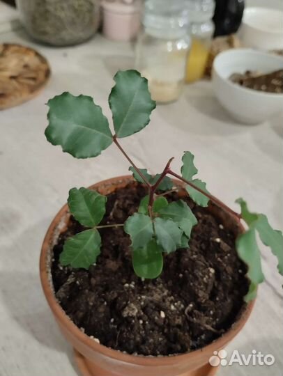 Рожковое дерево из Турции саженец