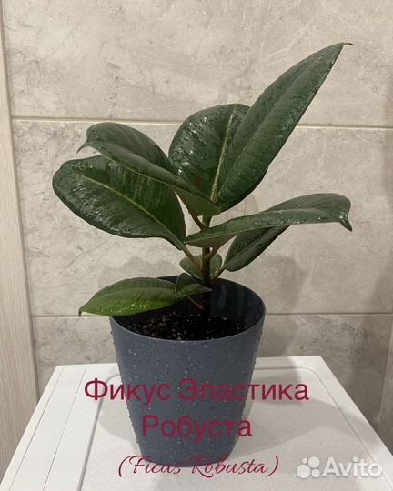 Фикус
