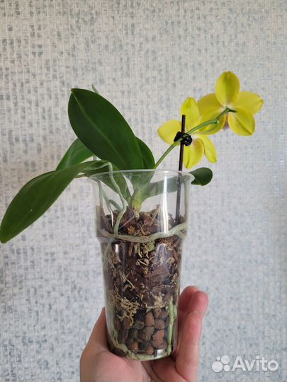 Орхидея фаленопсис желтая