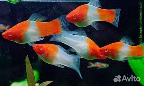 Аквариумные рыбки: сомики, скалярии, меченосцы