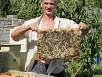 Миролюбивые породистые матки пчёл и пчелосемьи