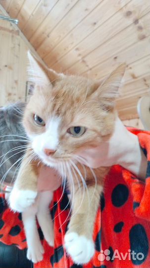 Котик в беде