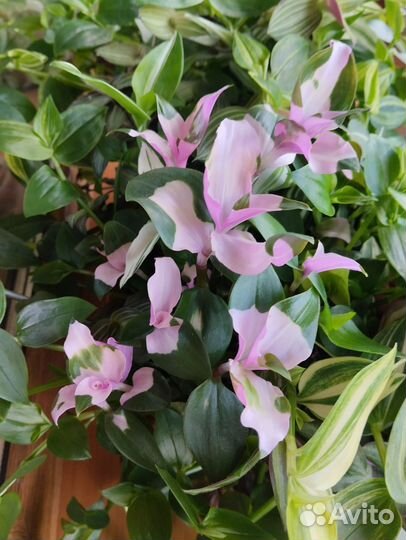 Традесканции