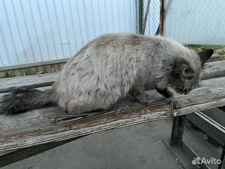 Кошка в добрые руки