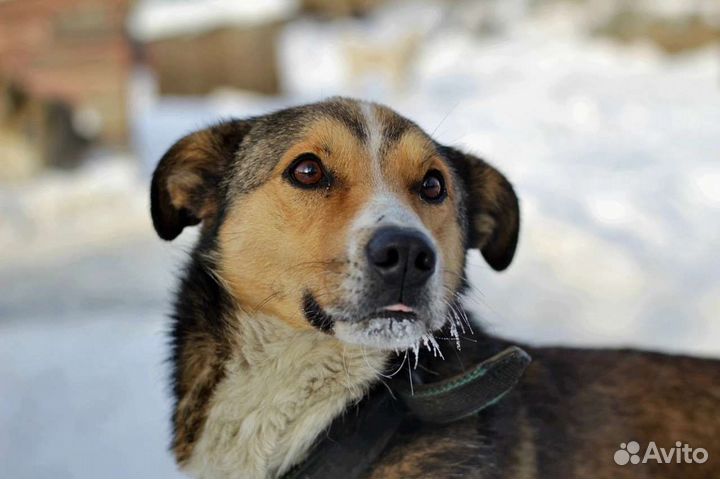 В добрые руки