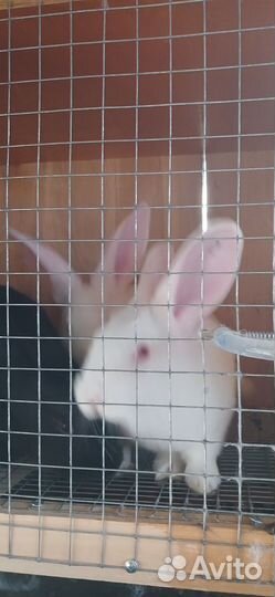 Кролики Калифорния