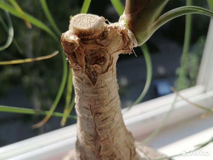 Бокарнея нолина