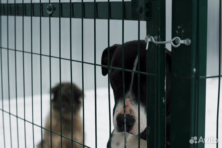 Собака с верными глазами