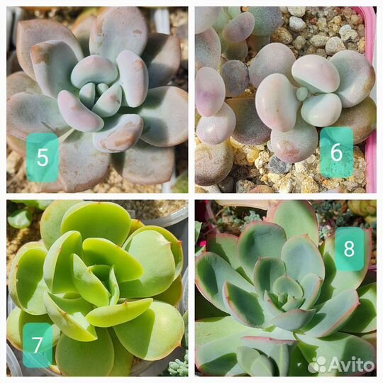 Каланхоэ, оттона, суккуленты, кактусы