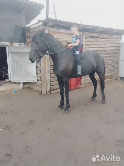 Лошадь кабыла