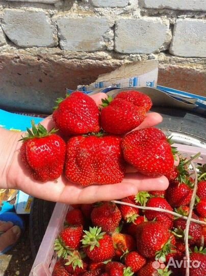 Рассада клубники