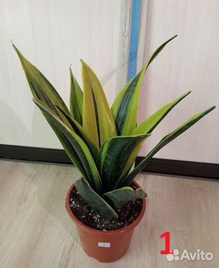 Комнатные растения, цветы. Сансевиерия разная