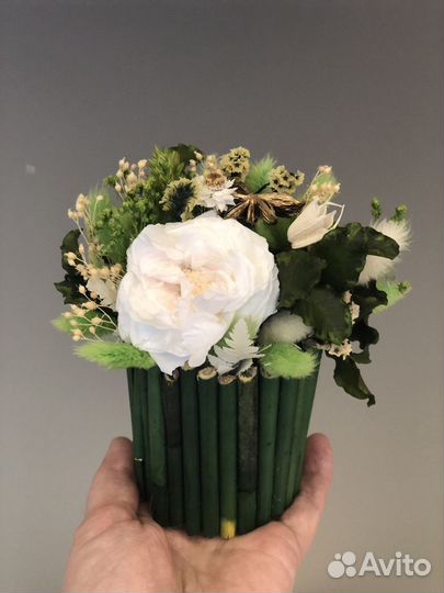 Цветы сухоцветы стабилизированные цветы