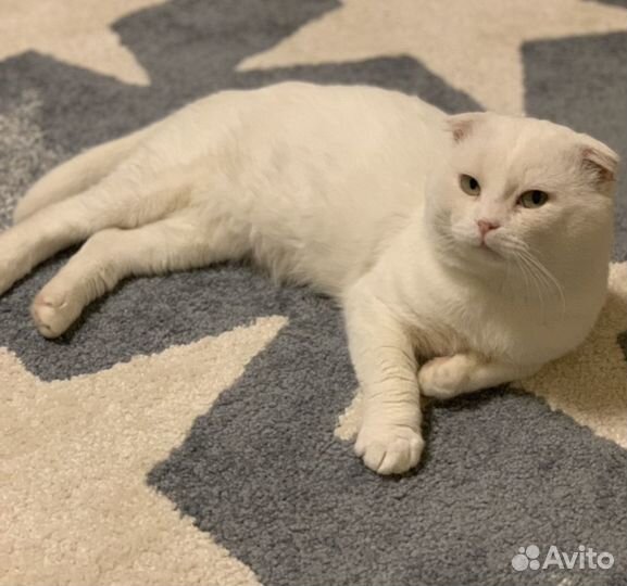 Кот шотландец вязка