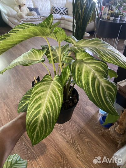 Каладиум, колоказия Линдена