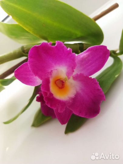 Орхидея дендробиум нобиле