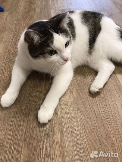 Кот в дар