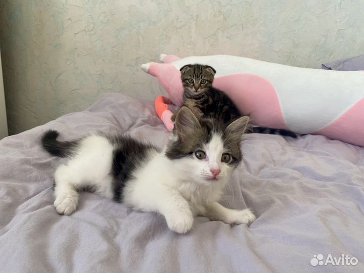 Вислоухие котята к лотку приучены