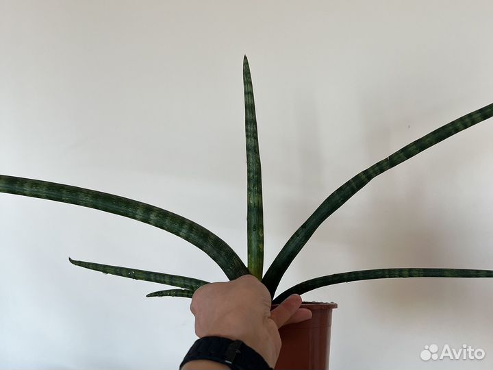 Сансевьерия цилиндрика
