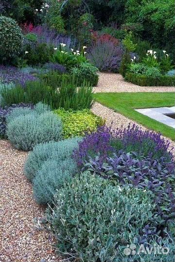 Лаванда многолетняя