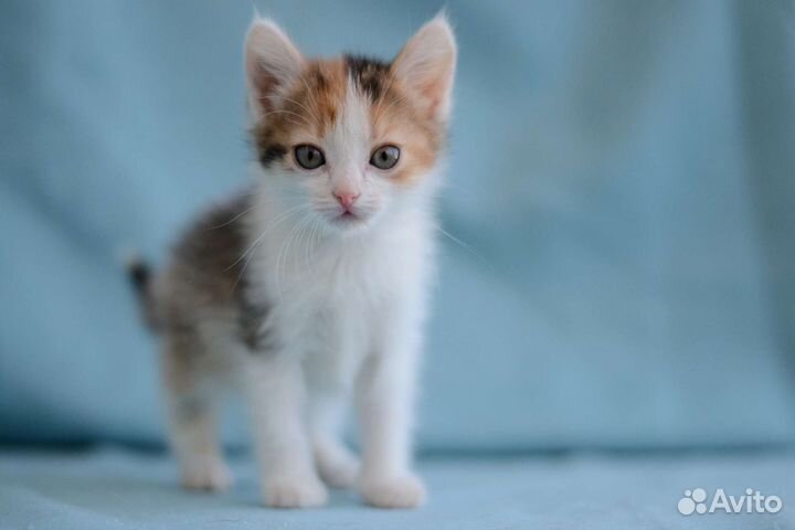Котята девочки 2,5 месяца