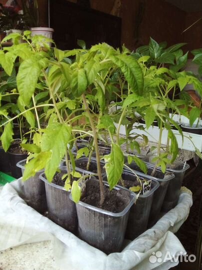 Рассада помидор, перца