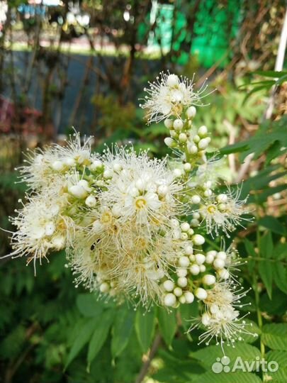 Декоративные кустарники и многолетники