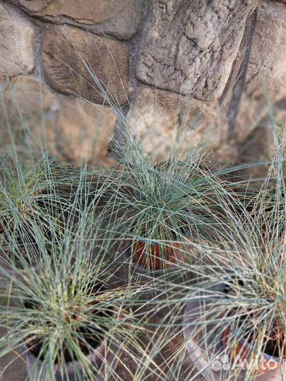 Овсяница сизая