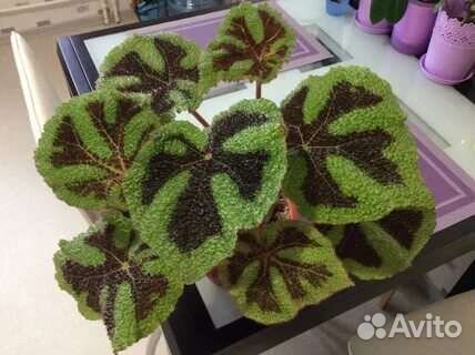 Бегония мэсона,детки