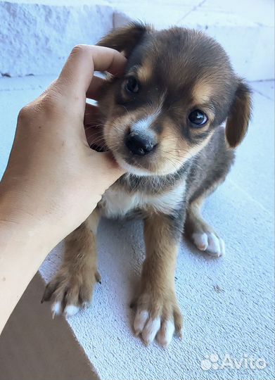 Щенок в добрые руки