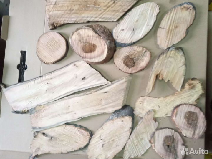 Спилы дерева