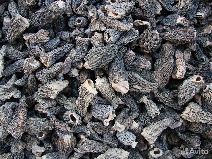 Сушеные конические сморчки