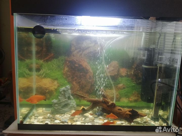 Аквариум
