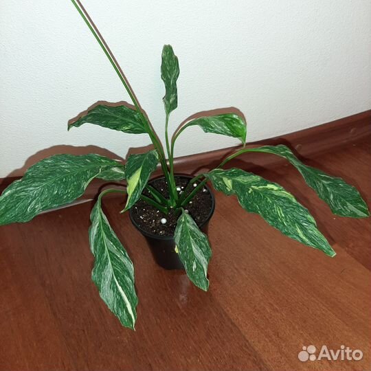 Спатифиллум Вариегатный Джемини