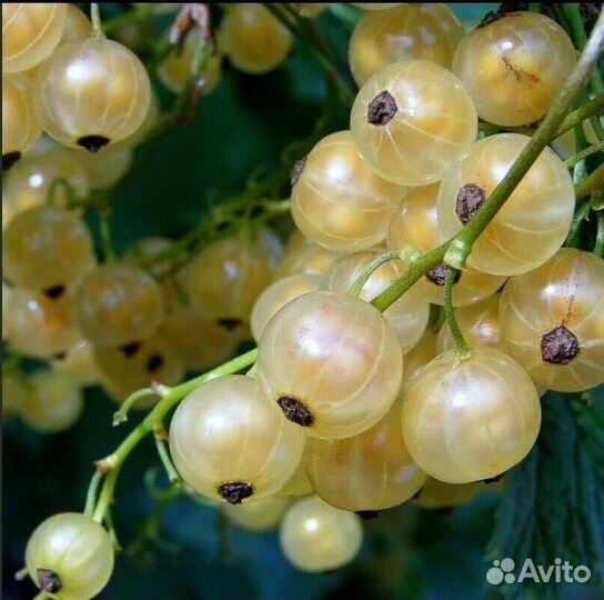 Смородина белая Версальская