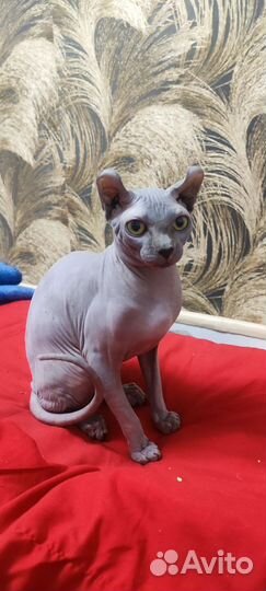 Сфинкс эльф Вязка