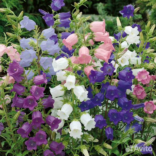 Колокольчики / цветы многолетние